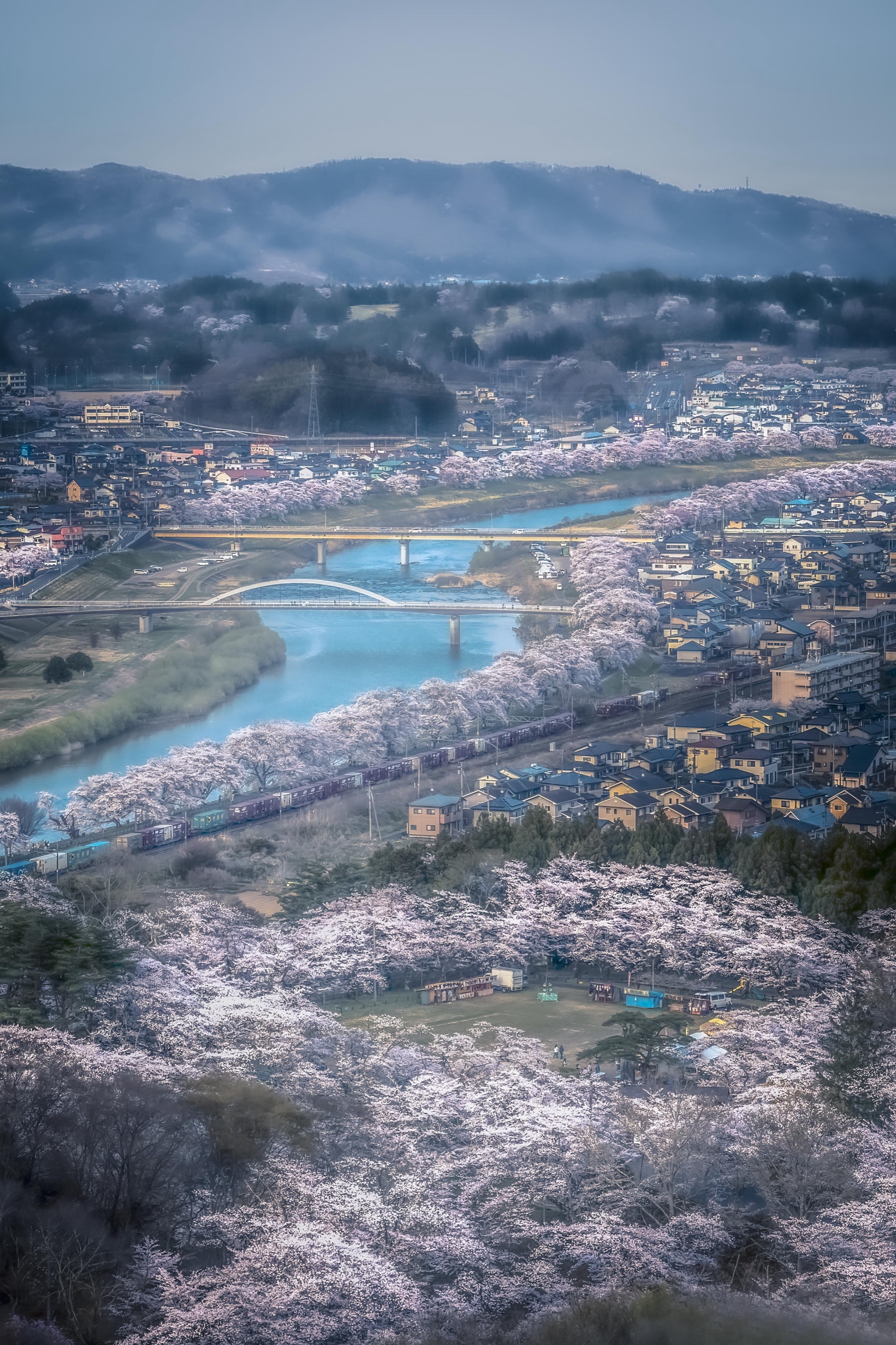 櫻花河岸,春日俯瞰