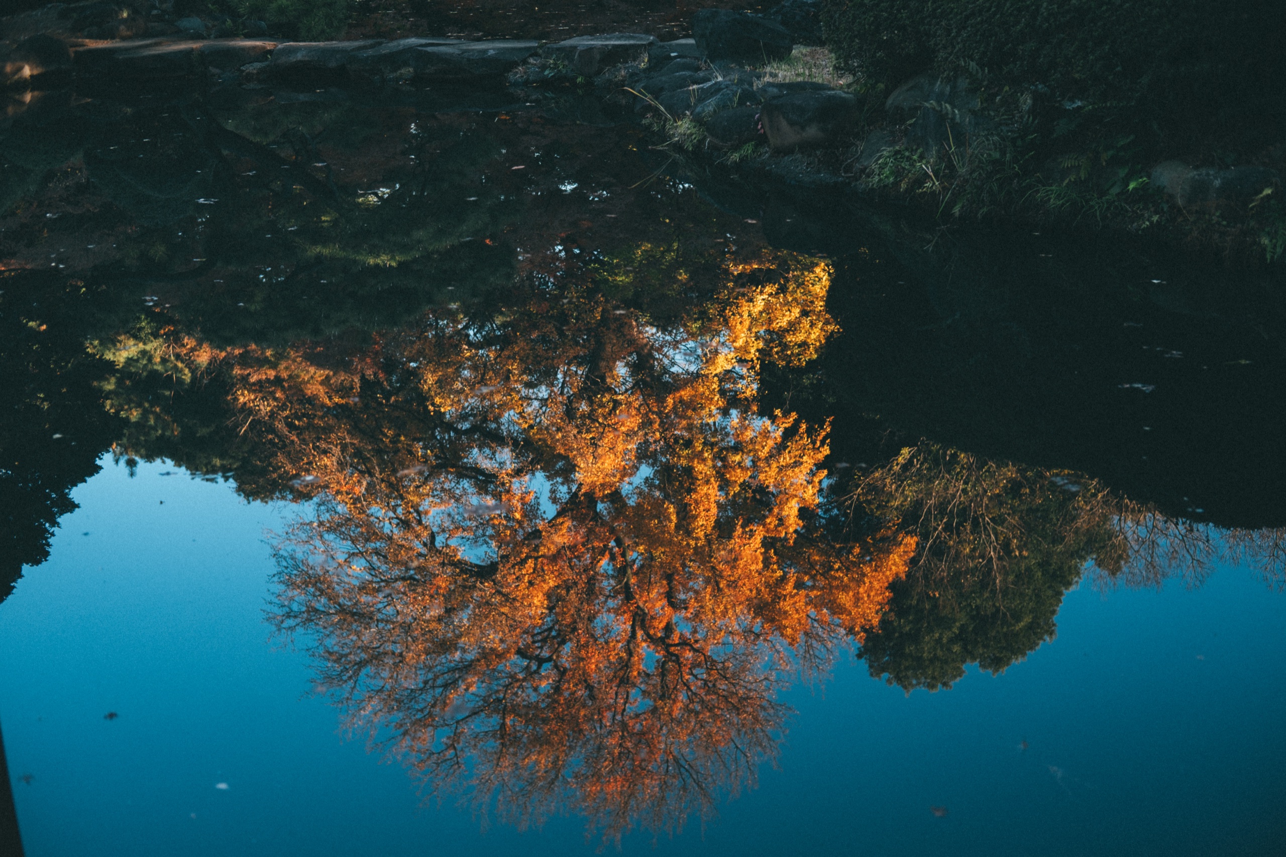 水中紅葉倒影