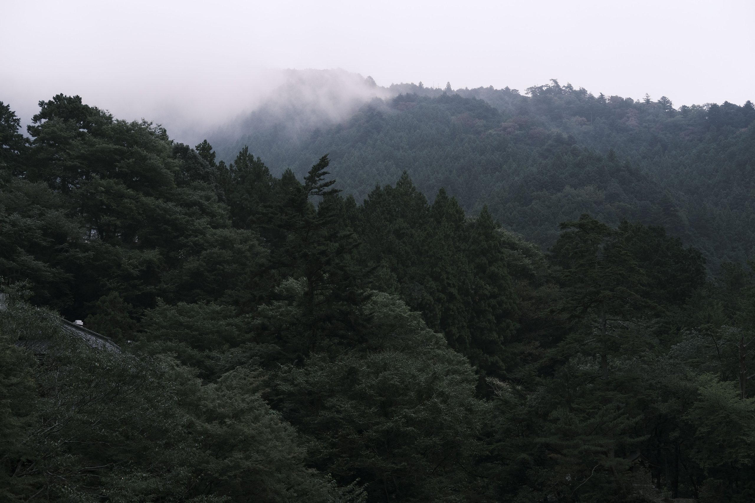 奧多摩,雲霧漫過青山樹海