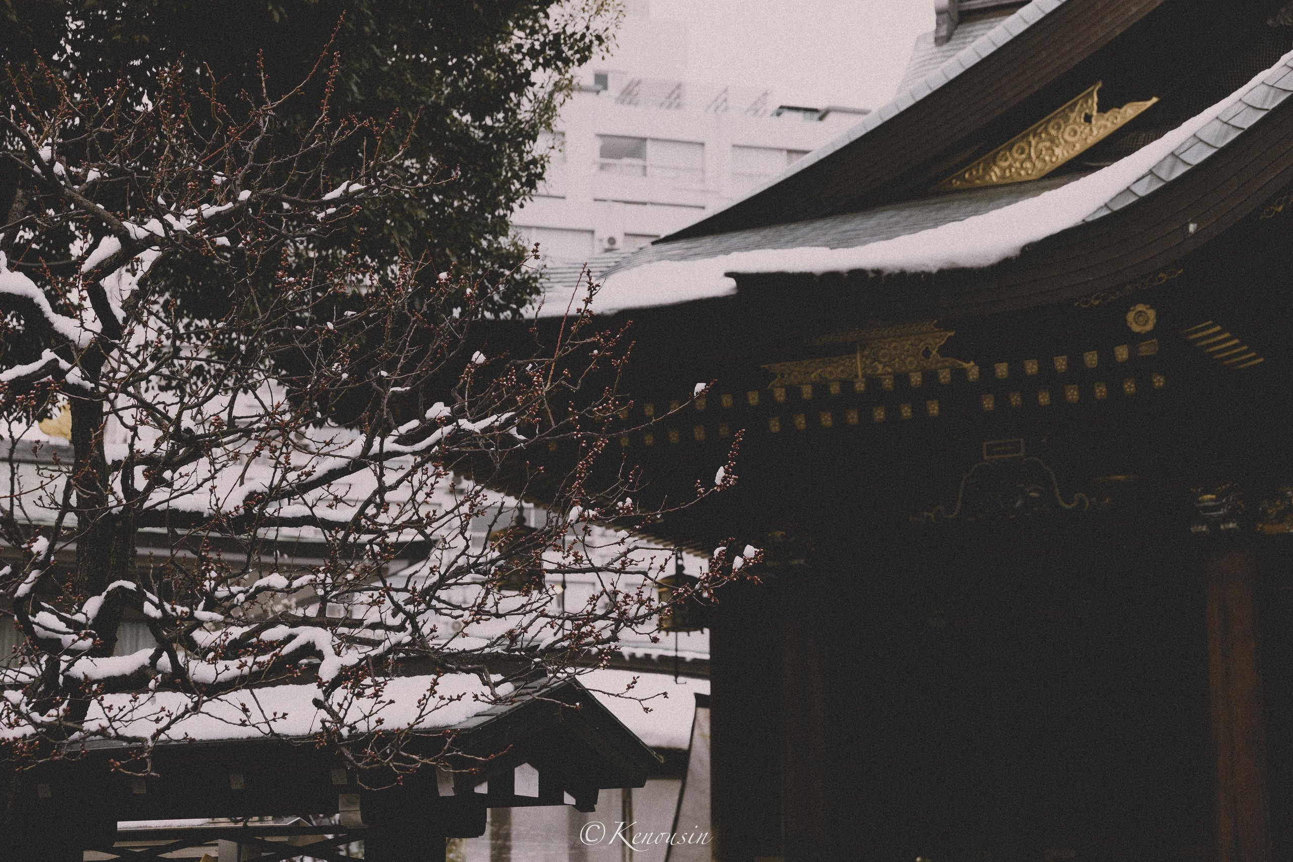 雪中的湯島天滿宮,唐破風與梅枝覆雪