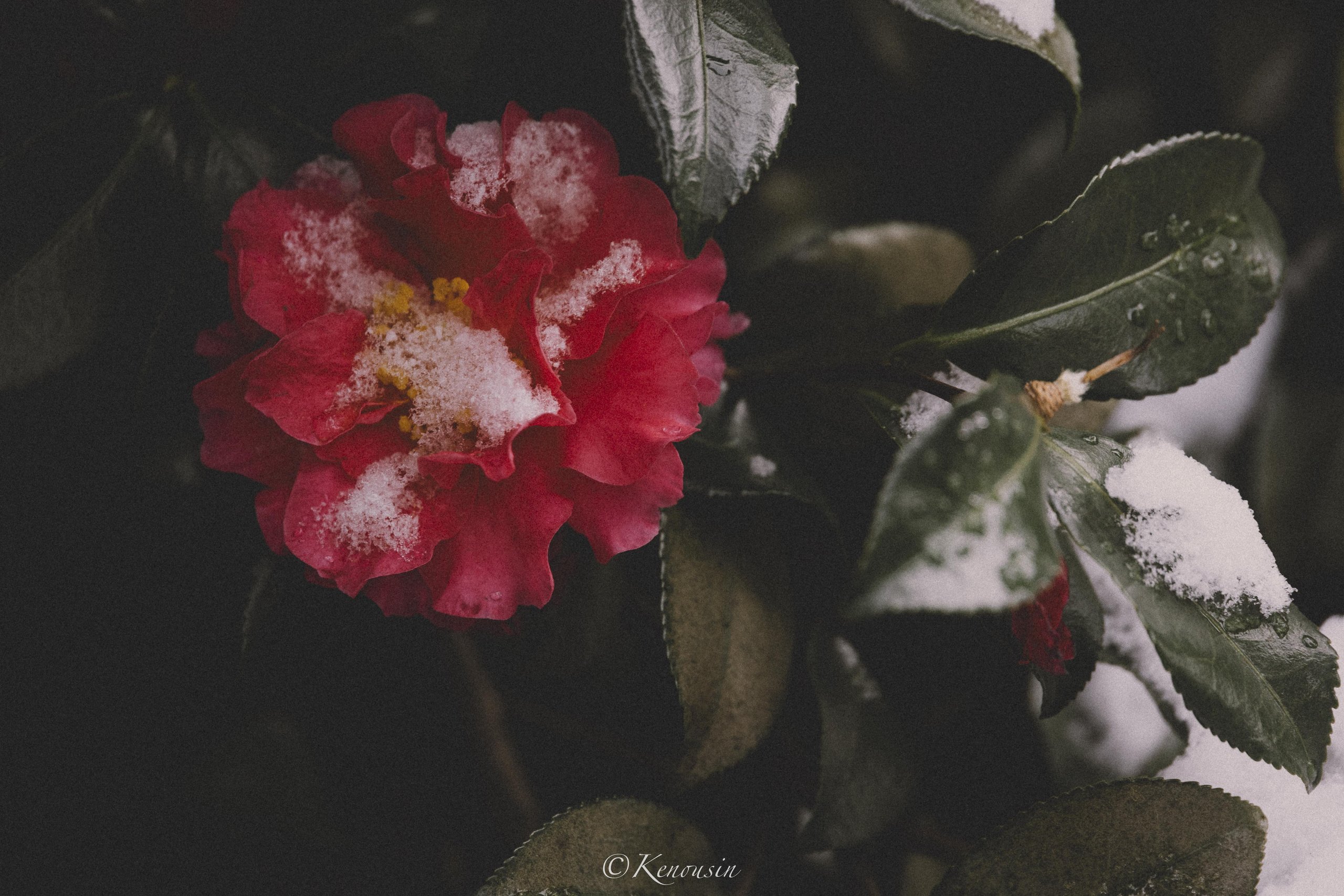 雪壓寒椿,暗葉紅花
